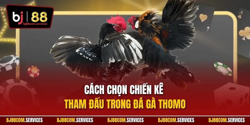 Cách chọn chiến kê tham đấu trong đá gà Thomo