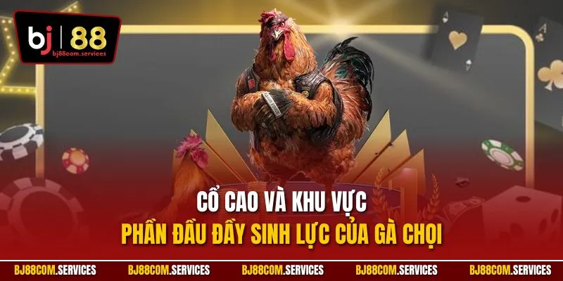 Cổ cao và khu vực phần đầu đầy sinh lực của gà chọi