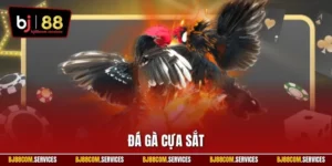 Đá gà cựa sắt