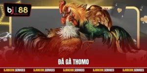Đá Gà Thomo