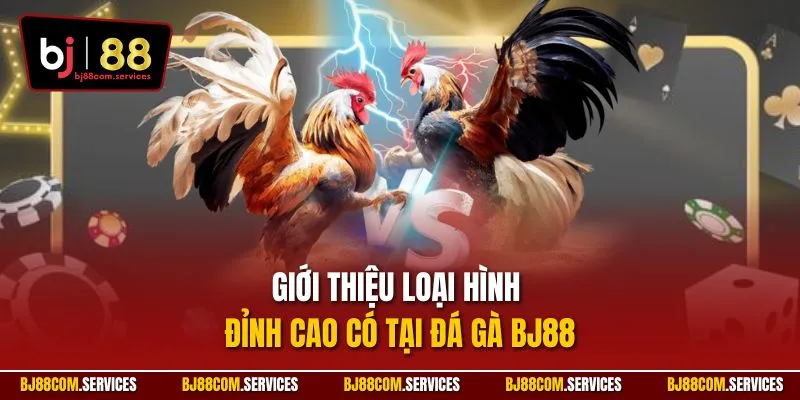 Giới thiệu loại hình đỉnh cao có tại đá gà BJ88