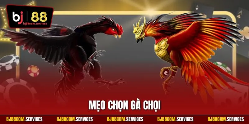Mẹo chọn gà chọi
