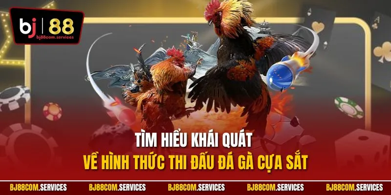 Tìm hiểu khái quát về hình thức thi đấu đá gà cựa sắt 
