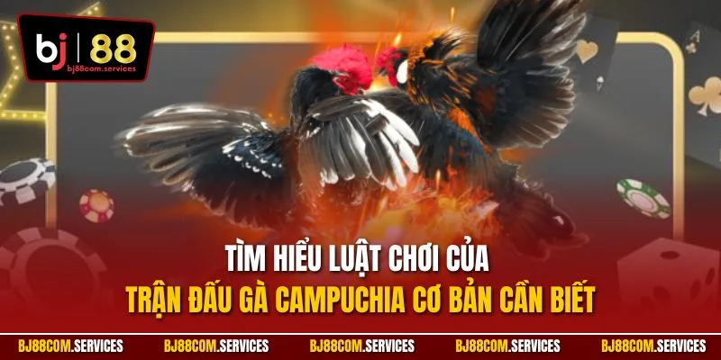 Tìm hiểu luật chơi của trận đấu gà Campuchia cơ bản cần biết